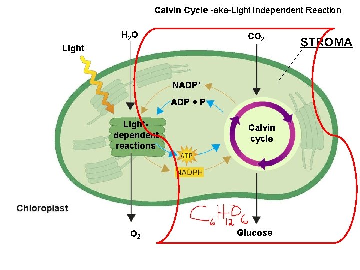 Calvin Cycle -aka-Light Independent Reaction H 2 O CO 2 Light NADP+ ADP +