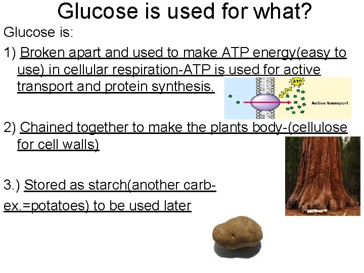 Glucose is used for what? Glucose is: 1) Broken apart and used to make