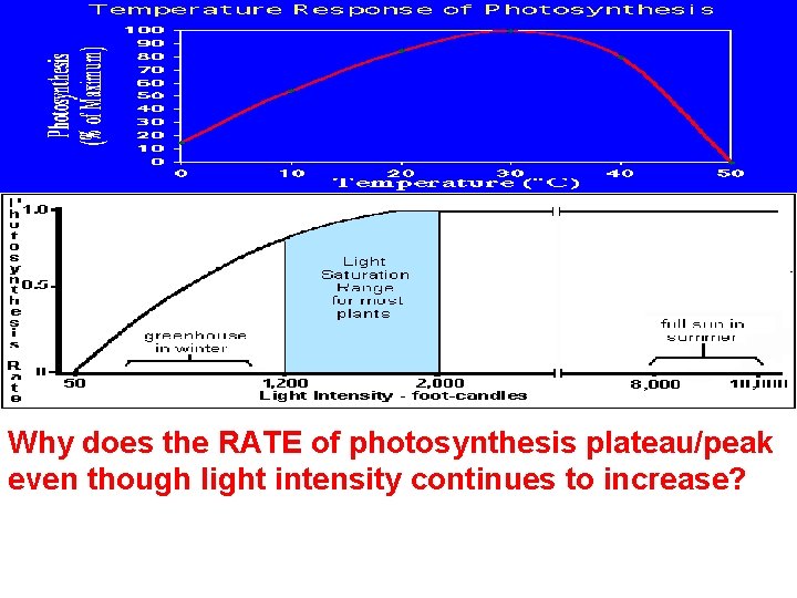 Why does the RATE of photosynthesis plateau/peak even though light intensity continues to increase?