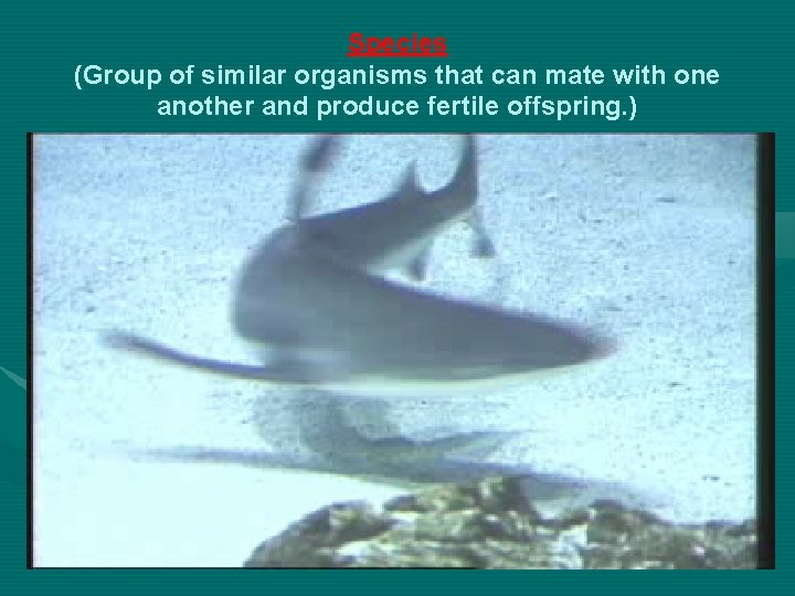 Species (Group of similar organisms that can mate with one another and produce fertile Species (Group of similar organisms that can mate with one another and produce fertile
