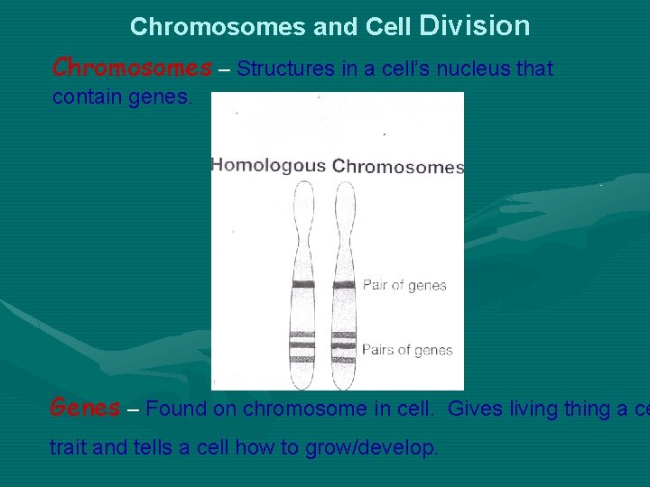 Chromosomes and Cell Division Chromosomes – Structures in a cell’s nucleus that contain genes. Chromosomes and Cell Division Chromosomes – Structures in a cell’s nucleus that contain genes.