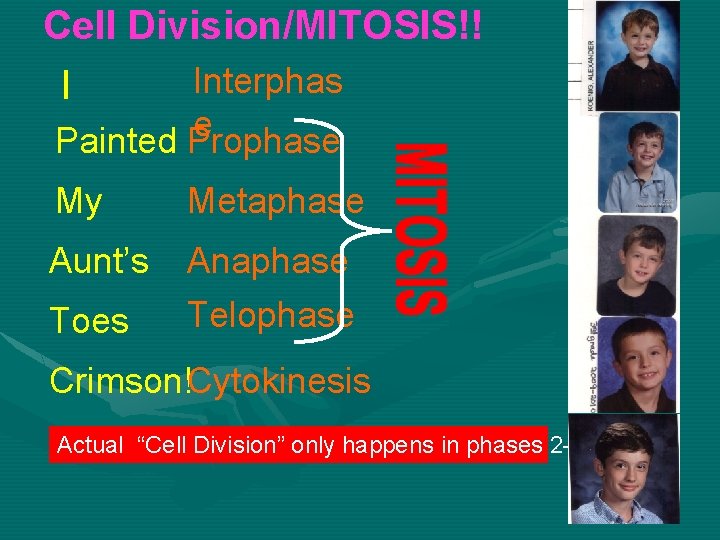 Cell Division/MITOSIS!! Interphas I e Painted Prophase My Metaphase Aunt’s Anaphase Telophase Toes Crimson!Cytokinesis Cell Division/MITOSIS!! Interphas I e Painted Prophase My Metaphase Aunt’s Anaphase Telophase Toes Crimson!Cytokinesis