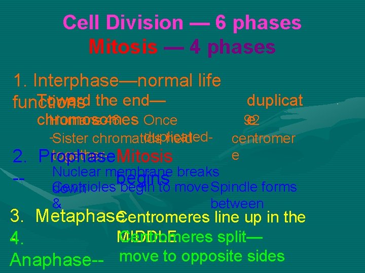 Cell Division — 6 phases Mitosis — 4 phases 1. Interphase—normal life Toward the Cell Division — 6 phases Mitosis — 4 phases 1. Interphase—normal life Toward the