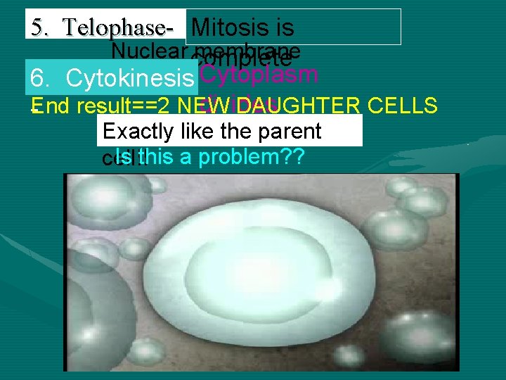 5. Telophase- Mitosis is Nuclear complete membrane appears Cytoplasm 6. Cytokinesis divides DAUGHTER CELLS 5. Telophase- Mitosis is Nuclear complete membrane appears Cytoplasm 6. Cytokinesis divides DAUGHTER CELLS