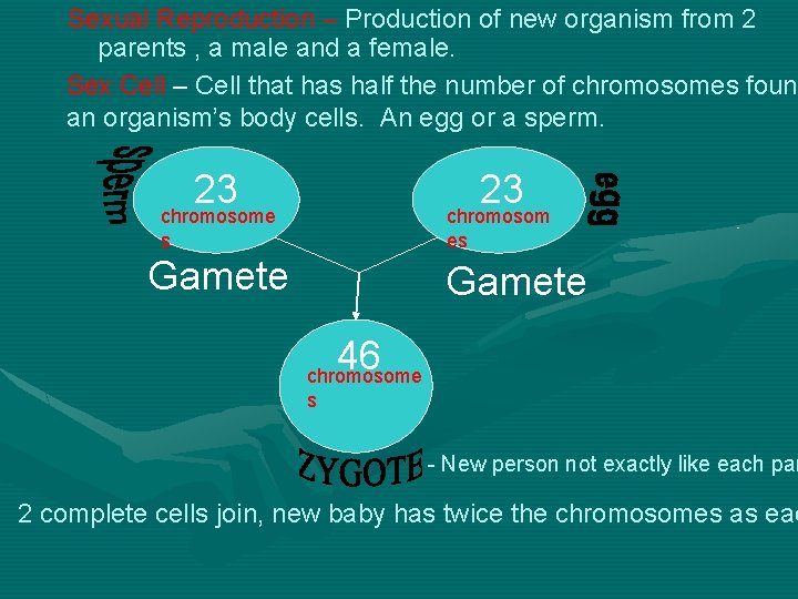 Sexual Reproduction – Production of new organism from 2 parents , a male and Sexual Reproduction – Production of new organism from 2 parents , a male and