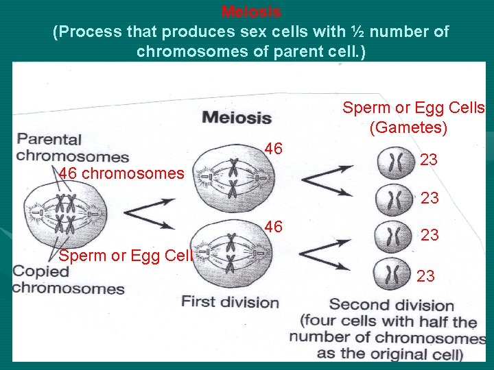 Meiosis (Process that produces sex cells with ½ number of chromosomes of parent cell. Meiosis (Process that produces sex cells with ½ number of chromosomes of parent cell.