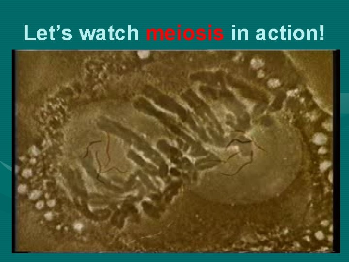 Let’s watch meiosis in action! Let’s watch meiosis in action!