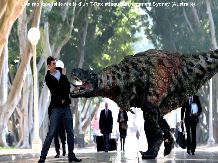 Une réplique taille réelle d'un T-Rex attaque un homme à Sydney (Australie). 