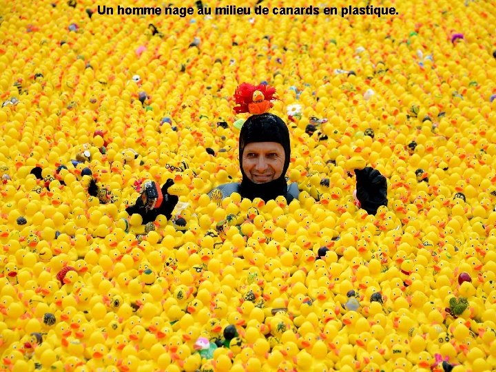 Un homme nage au milieu de canards en plastique. 