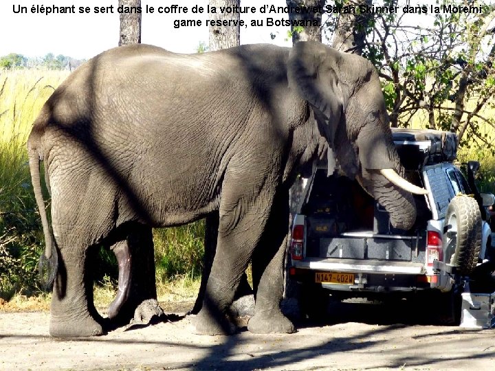 Un éléphant se sert dans le coffre de la voiture d’Andrew et Sarah Skinner