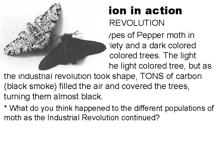 Natural Selection in action INDUSTRIAL REVOLUTION In the 1800’s there were 2 types of