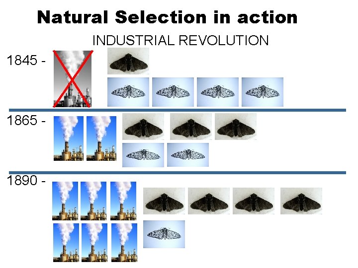 Natural Selection in action INDUSTRIAL REVOLUTION 1845 - 1865 - 1890 - 