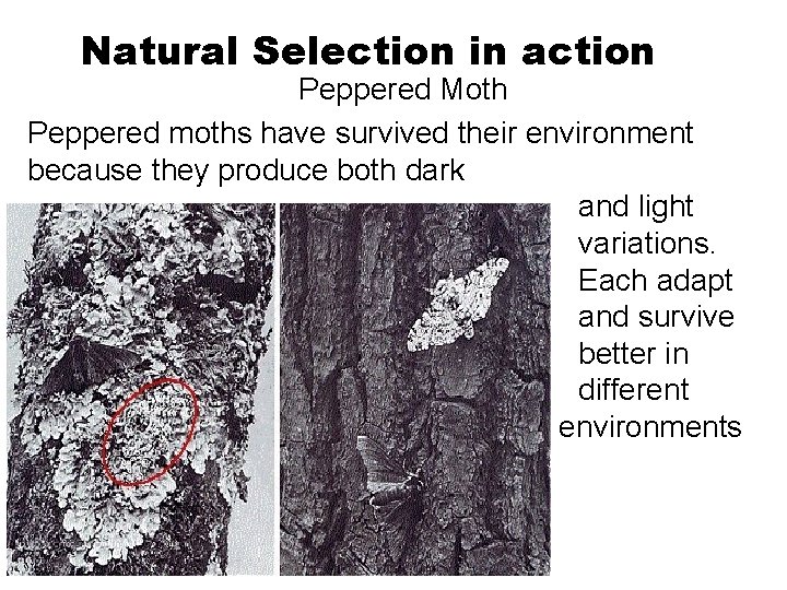 Natural Selection in action Peppered Moth Peppered moths have survived their environment because they