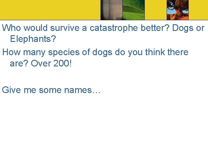 Who would survive a catastrophe better? Dogs or Elephants? How many species of dogs