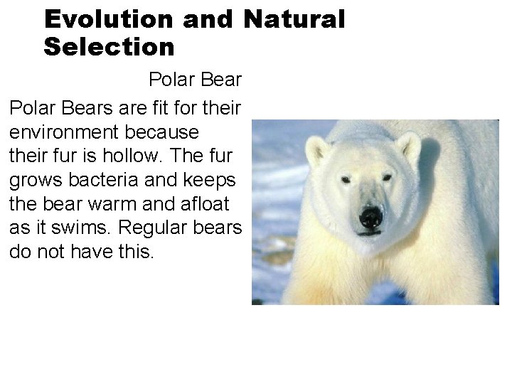 Evolution and Natural Selection Polar Bears are fit for their environment because their fur