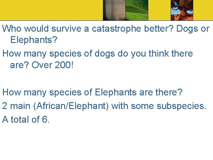 Who would survive a catastrophe better? Dogs or Elephants? How many species of dogs