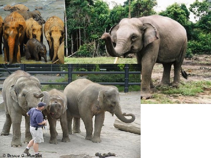 Asian Elephants (Little ears) • Divided into 4 sub species – Indian elephant (Elephas