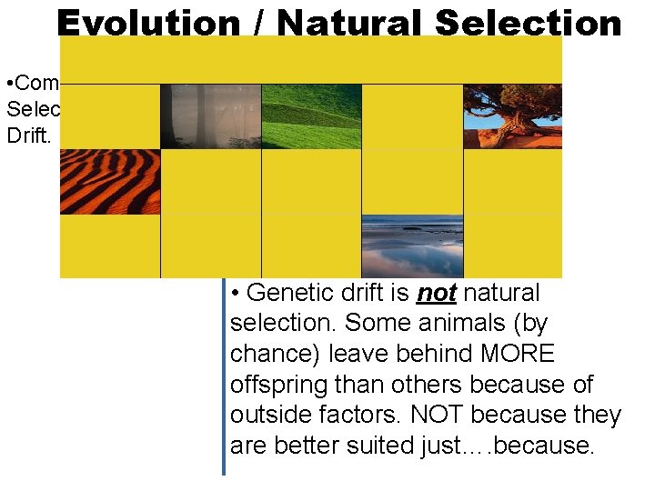 Evolution / Natural Selection • Compare Natural Selection with Genetic Drift. • Genetic drift