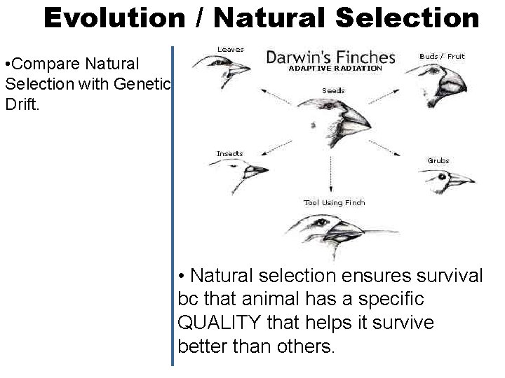 Evolution / Natural Selection • Compare Natural Selection with Genetic Drift. • Natural selection