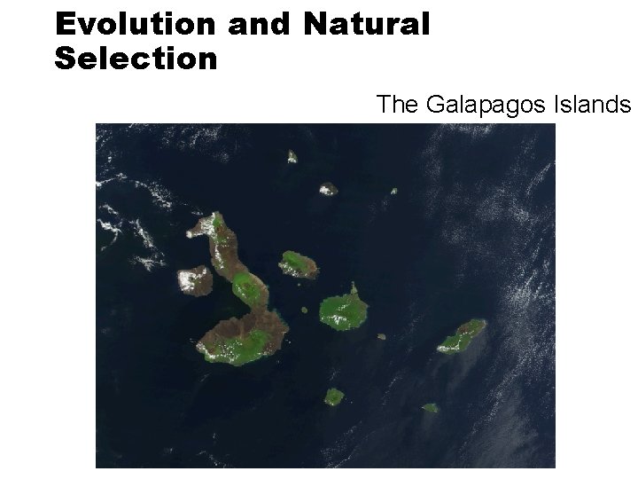 Evolution and Natural Selection The Galapagos Islands 
