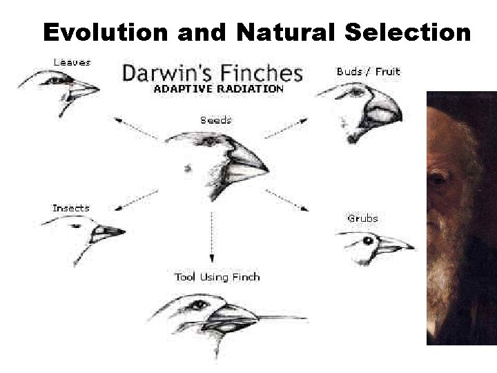 Evolution and Natural Selection Darwin’s Finches He noticed that each bird had a different