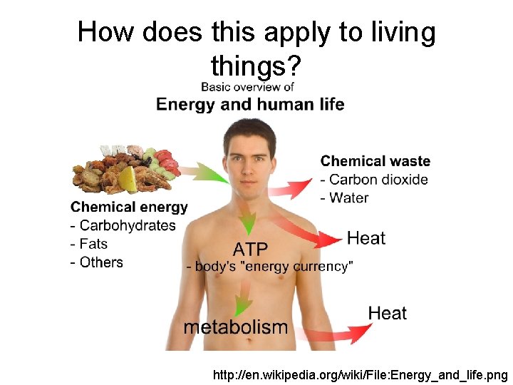 How does this apply to living things? http: //en. wikipedia. org/wiki/File: Energy_and_life. png 