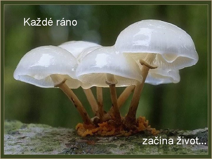 Každé ráno začína život. . . 