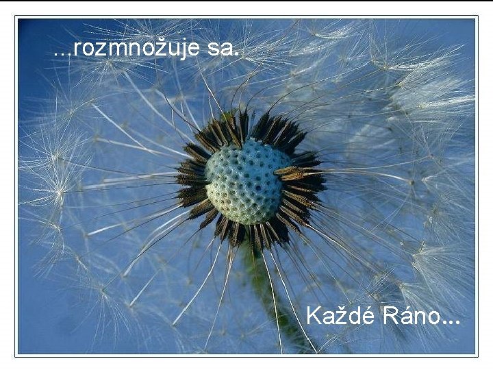 . . . rozmnožuje sa. Každé Ráno. . . 