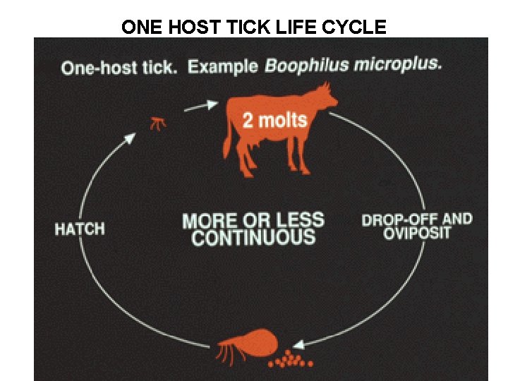 CHAPTER NINE TICKS AND MITES Acknowledgement n n