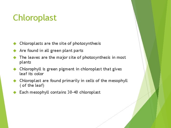 Chloroplast Chloroplasts are the site of photosynthesis Are found in all green plant parts