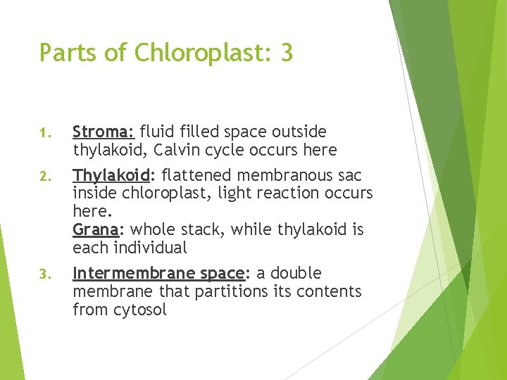 Parts of Chloroplast: 3 1. 2. 3. Stroma: fluid filled space outside thylakoid, Calvin