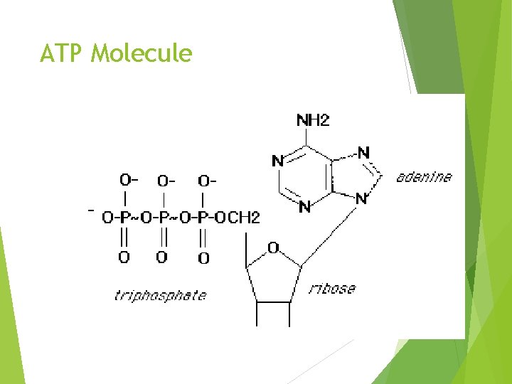 ATP Molecule 