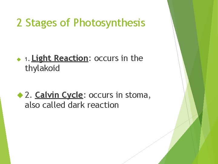 2 Stages of Photosynthesis Light Reaction: occurs in the thylakoid 1. 2. Calvin Cycle: