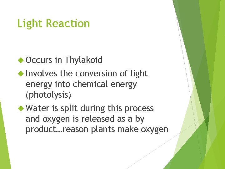 Light Reaction Occurs in Thylakoid Involves the conversion of light energy into chemical energy