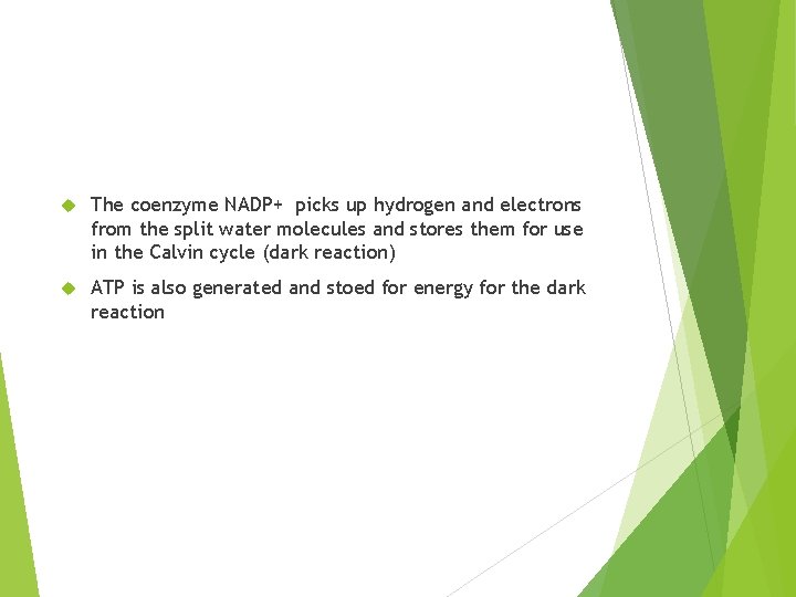  The coenzyme NADP+ picks up hydrogen and electrons from the split water molecules