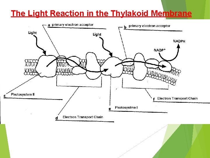 The Light Reaction in the Thylakoid Membrane 