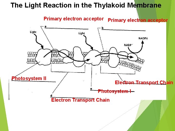 The Light Reaction in the Thylakoid Membrane Primary electron acceptor Photosystem II Electron Transport
