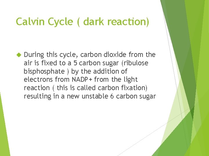 Calvin Cycle ( dark reaction) During this cycle, carbon dioxide from the air is