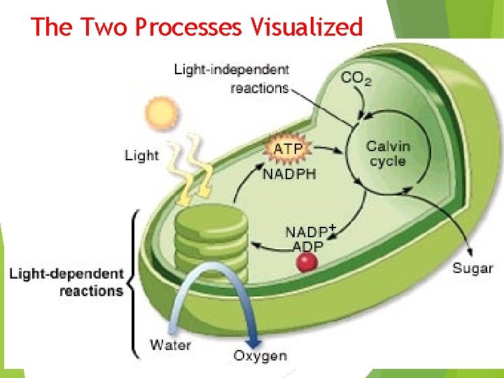 The Two Processes Visualized 