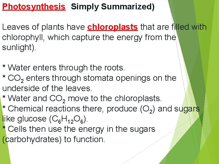Photosynthesis (Simply Summarized) Leaves of plants have chloroplasts that are filled with chlorophyll, which
