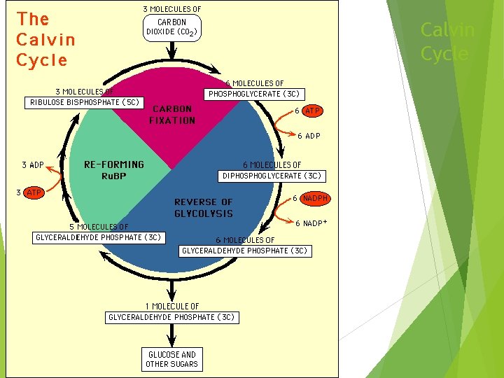 Calvin Cycle 