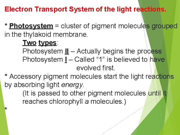 Electron Transport System of the light reactions. * Photosystem = cluster of pigment molecules