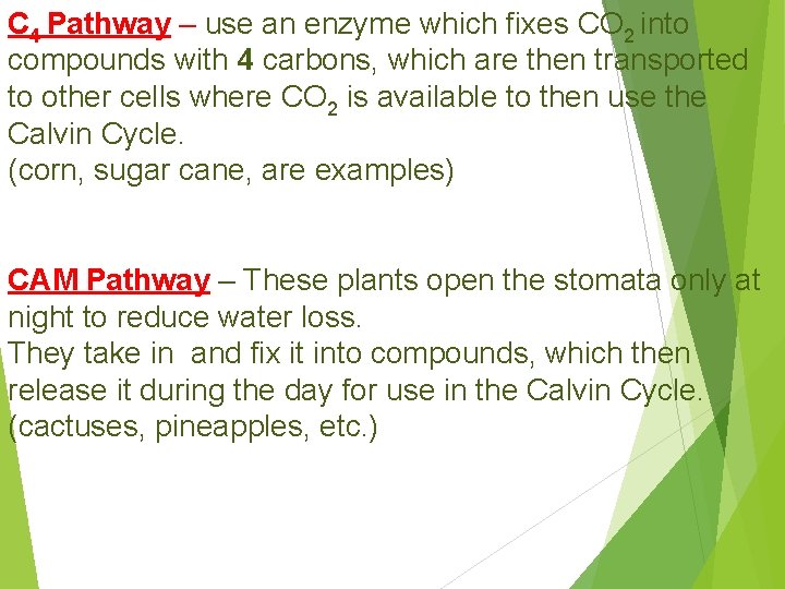 C 4 Pathway – use an enzyme which fixes CO 2 into compounds with