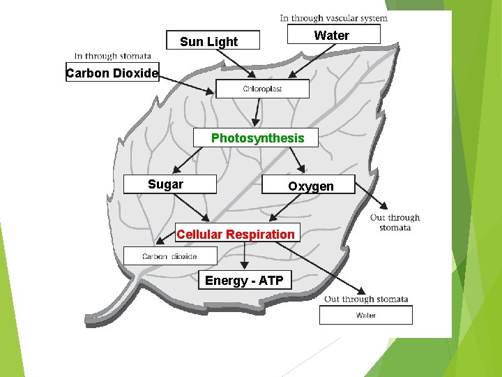 Water Sun Light Carbon Dioxide Photosynthesis Sugar Oxygen Cellular Respiration Energy - ATP 