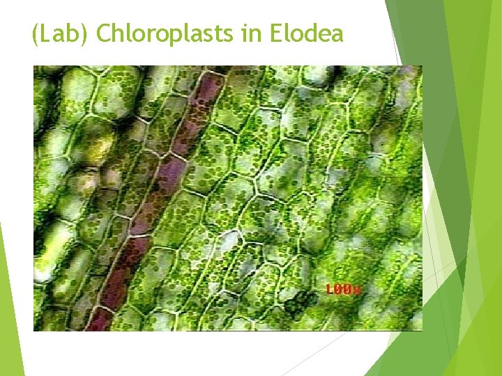 (Lab) Chloroplasts in Elodea 