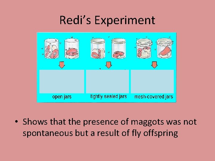 Cells Is fire a living thing Robert Hooke