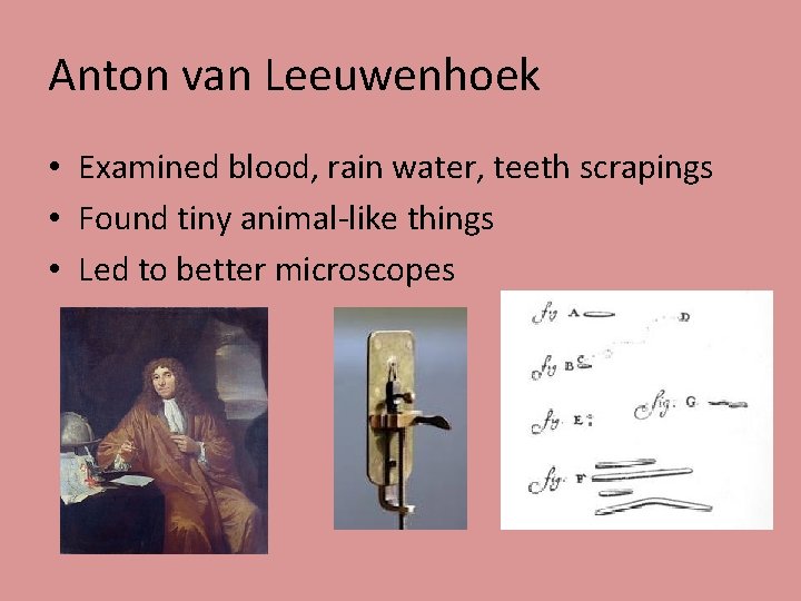 Cells Is fire a living thing Robert Hooke