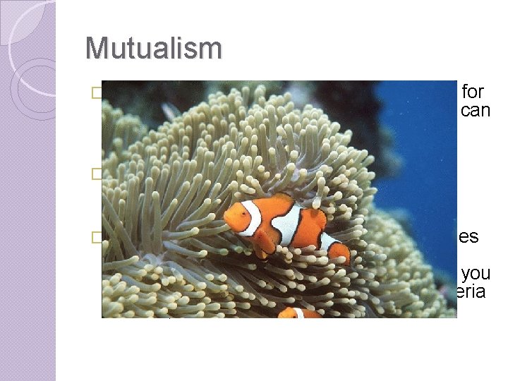 Mutualism �Many species depend on another species for survival. In some cases, neither organism