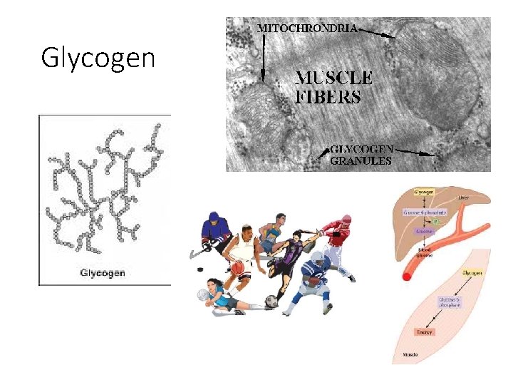 Glycogen 