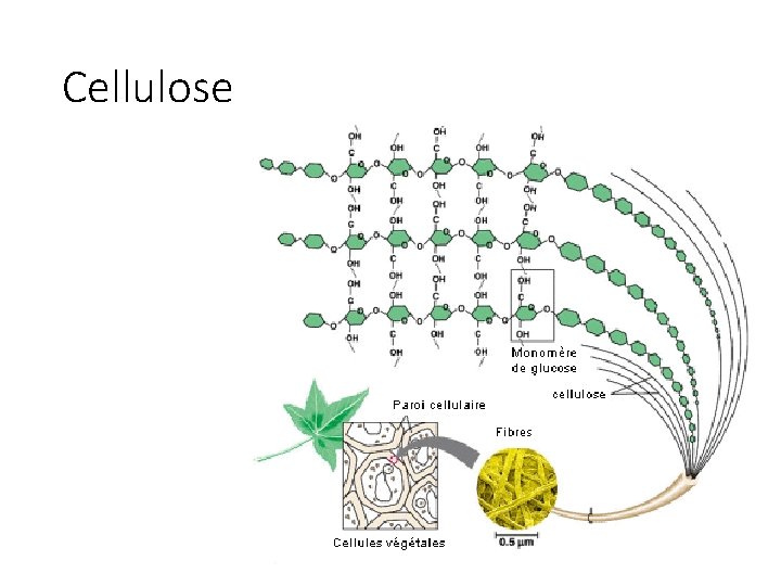 Cellulose 